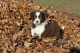BERGER AUSTRALIEN PUPPIES 222